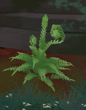 Ferns.jpg