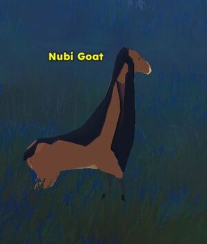 Nubigoat.jpg