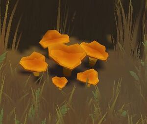 Chanterelles.jpg